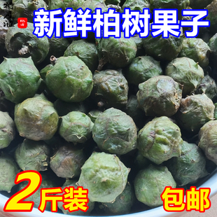 现采新鲜柏树果包邮 侧柏果籽四川柏木果枕头柏子香 柏香果中药材