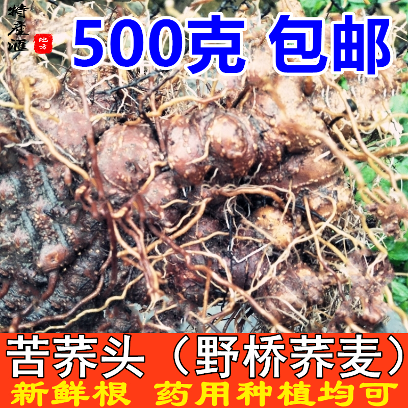 新鲜野南荞药用苦荞麦根