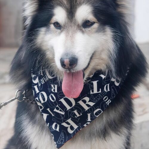 宠物口水巾阿拉纯棉围巾柴犬边牧