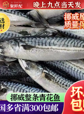 挪威青花鱼冷冻海鲜水产