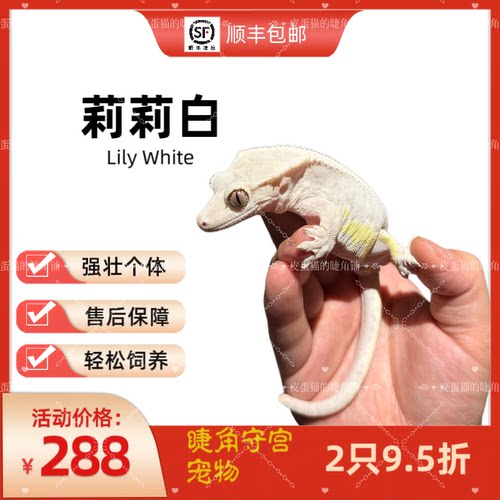 睫角守宫莉莉白新手饲养无忧活体宠物好上手无毒寝室桌面爬宠学生