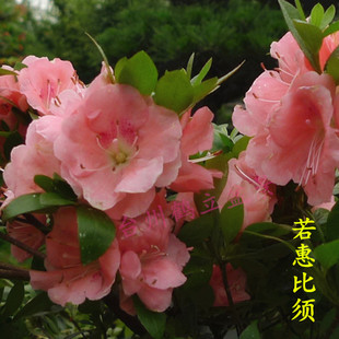 皋月杜鹃 日本杜鹃 夏鹃 东洋鹃 —若惠比须166小苗
