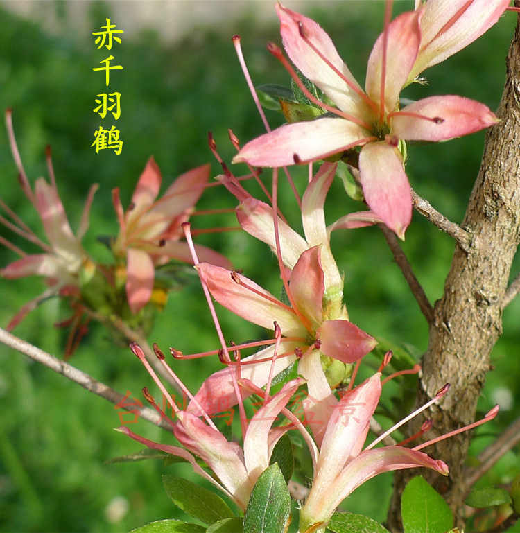 夏鹃 小苗 --日本皋月杜鹃 赤千羽鹤152、光琳82