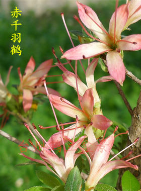 夏鹃 小苗 --日本皋月杜鹃 赤千羽鹤152、光琳82