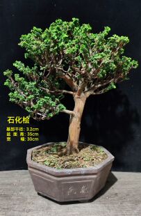 鹤立盆景 日本石化桧 盆栽  一物一拍