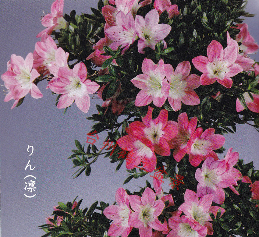 皋月杜鹃 日本杜鹃 夏鹃 东洋--- 凛(りん)149、秋田锦136