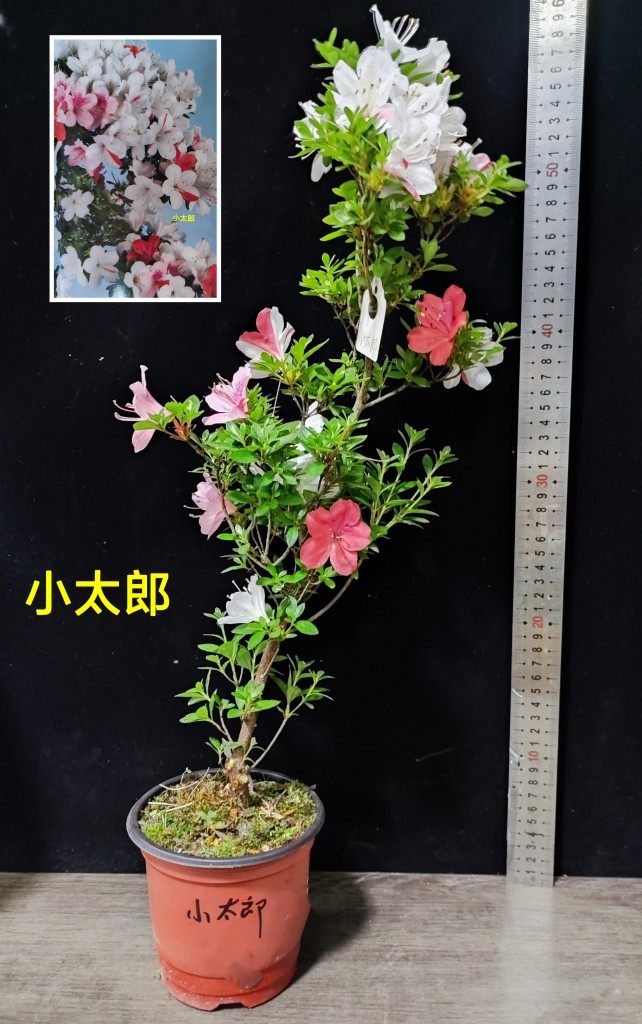皋月杜鹃 东洋鹃 夏娟 红云 萤灯 小太郎 赤千羽鹤 吾妻镜 E大苗