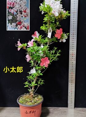 皋月杜鹃东洋鹃夏娟红云太郎吾妻