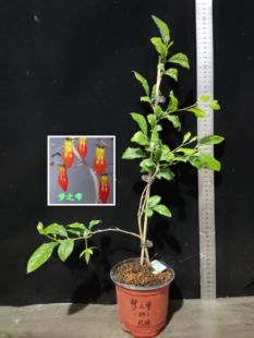 日本品种扦插筑波之神夕鹤爱知之辉梦富士福平梦之雫老鸦柿小苗