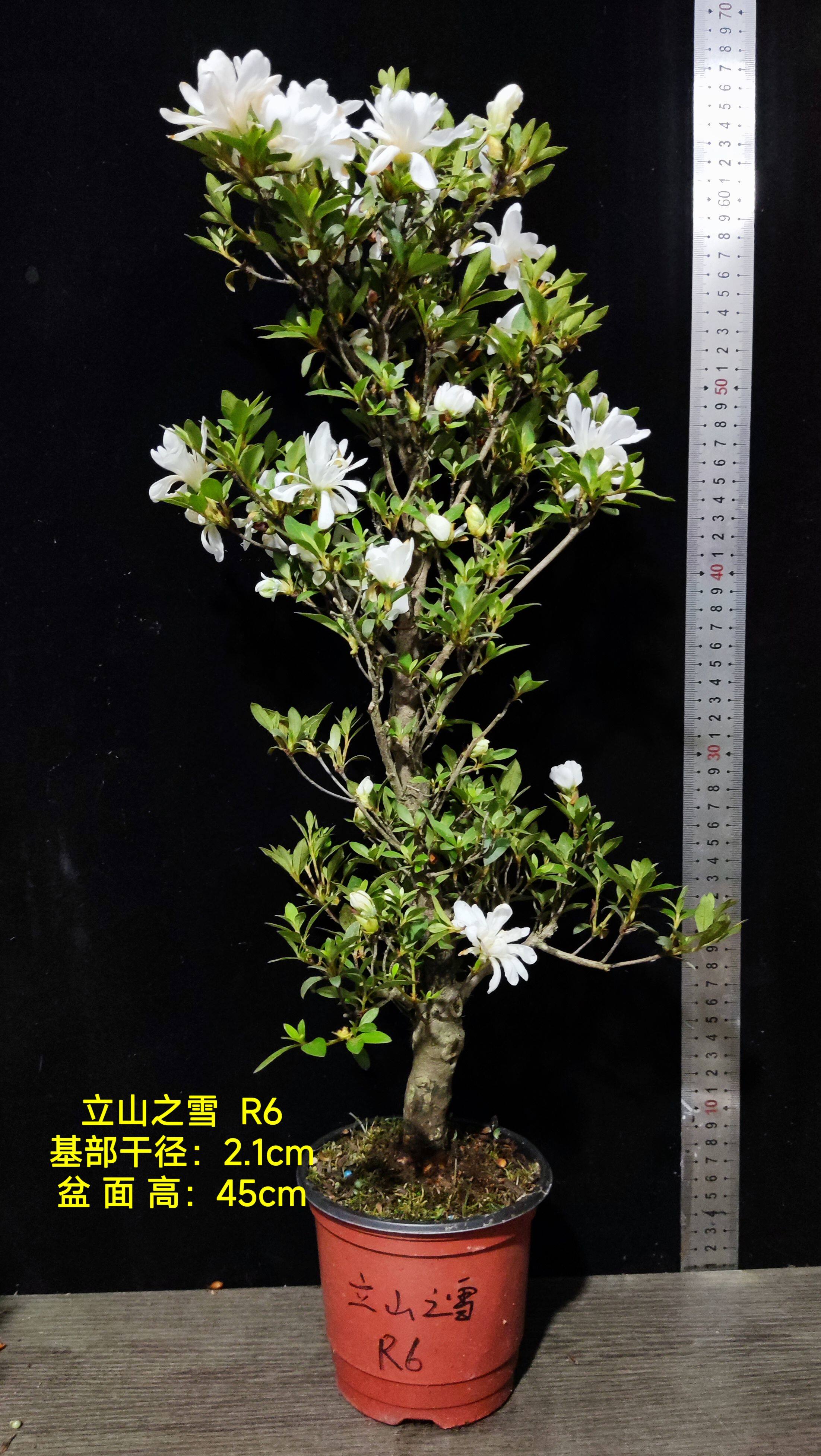 皋月杜鹃 东洋鹃 夏娟 月光 绯缄 立山之雪 花瓶 R大苗