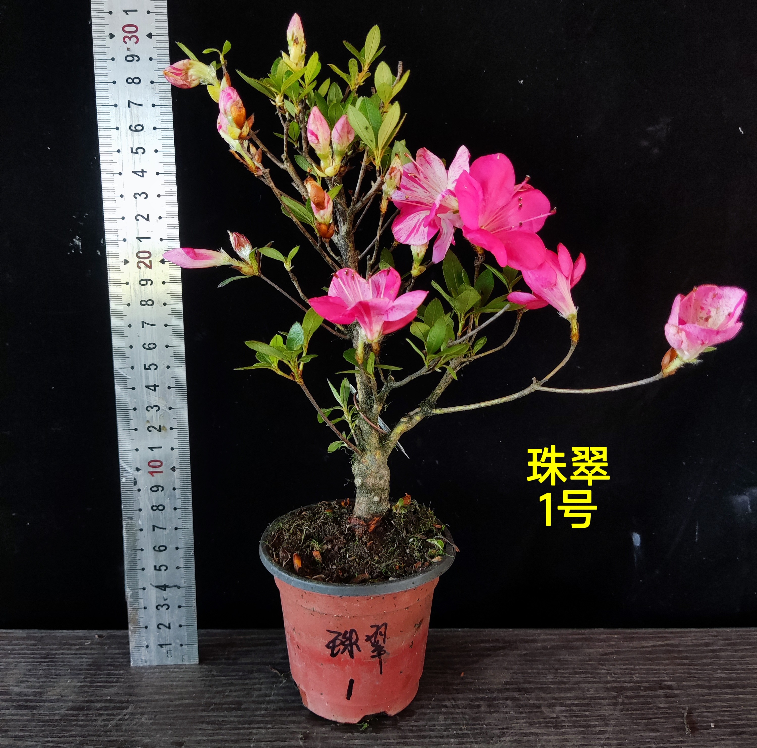 皋月杜鹃 日本杜鹃 夏鹃 东洋 小品素材矮霸 --珠翠70