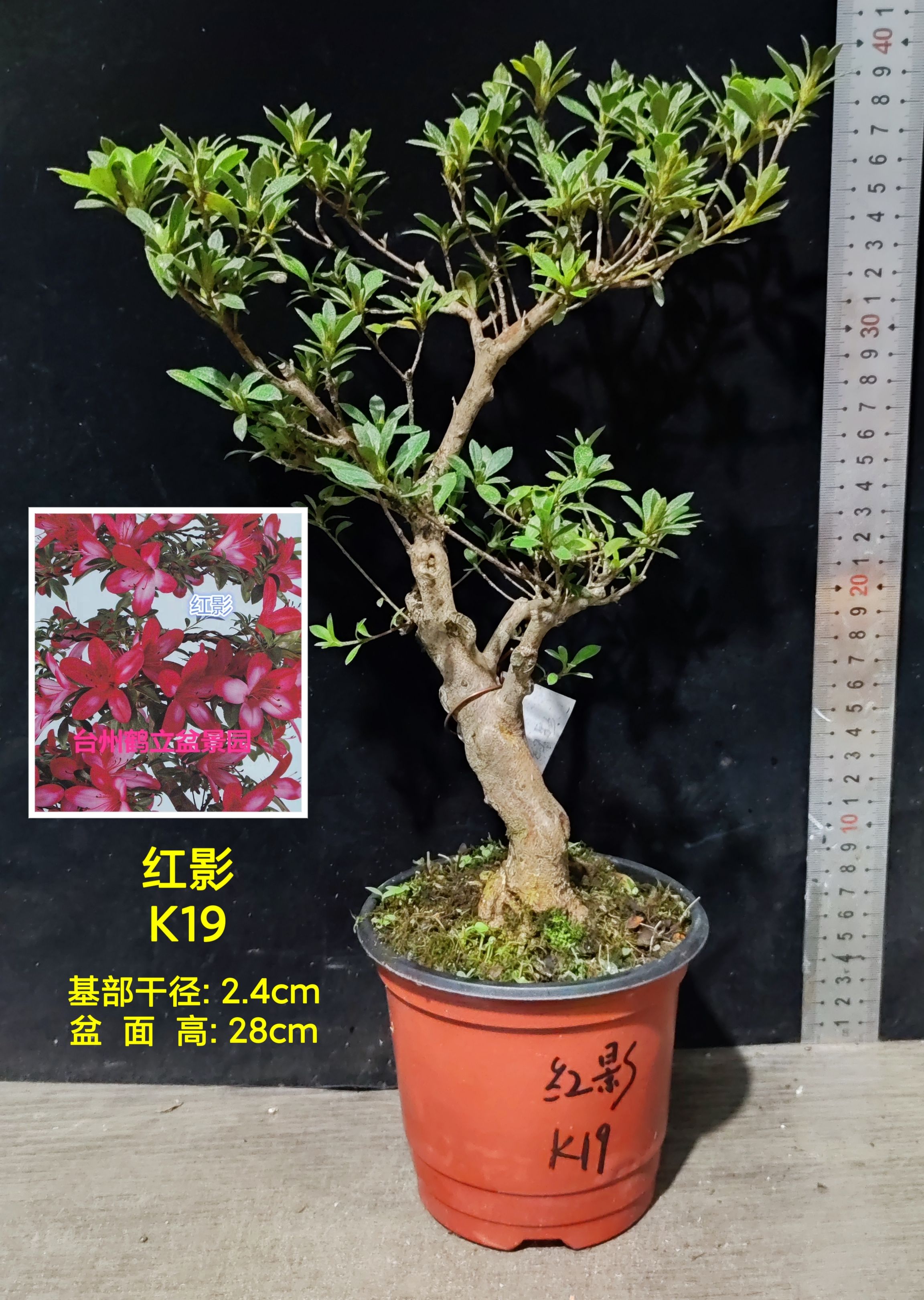 皋月杜鹃 东洋鹃 夏绢 桃香 紫辉 保紫 千代之誉 红影 K大苗