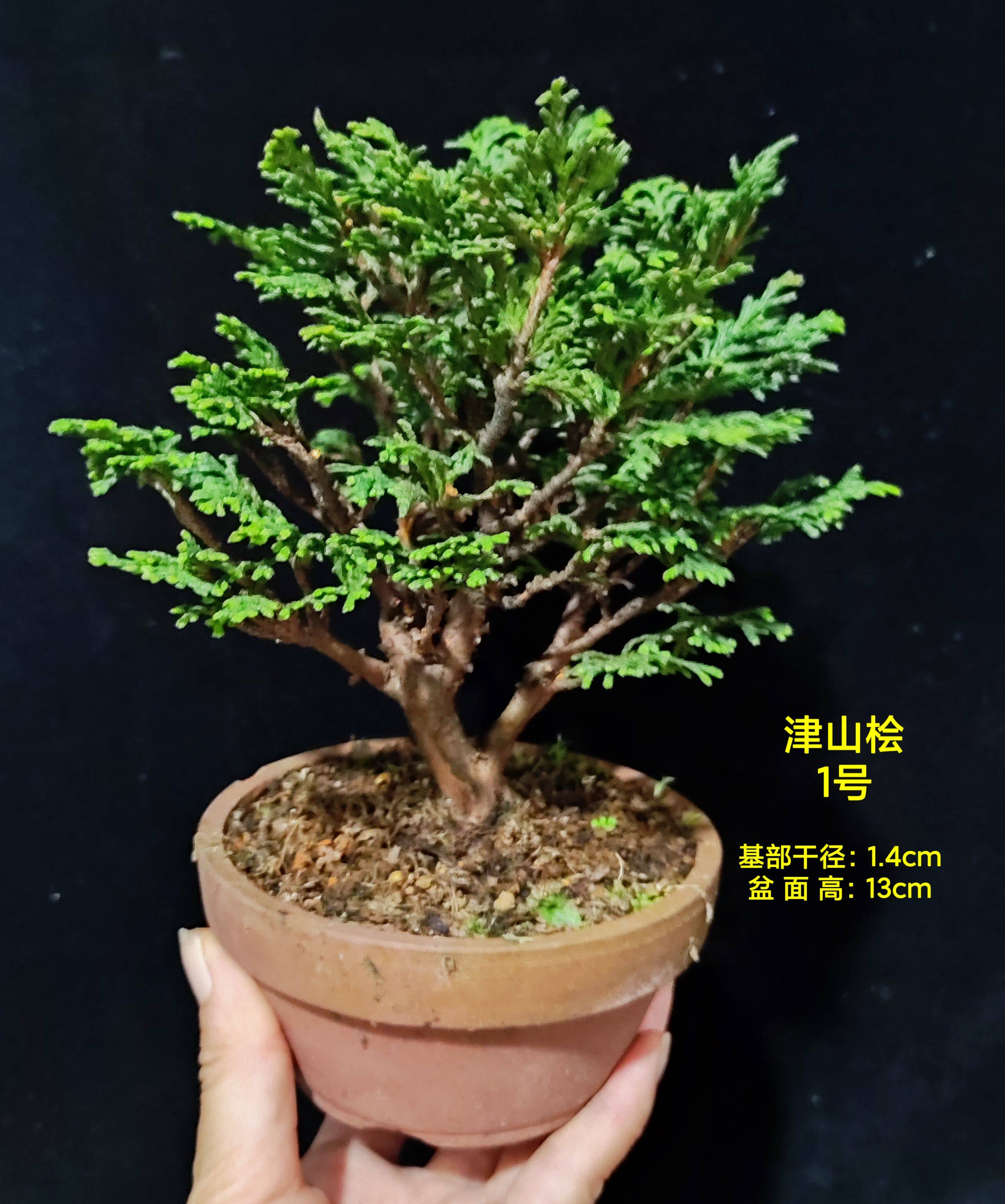 日本真柏 津山桧 小苗盆景素材 一物一拍