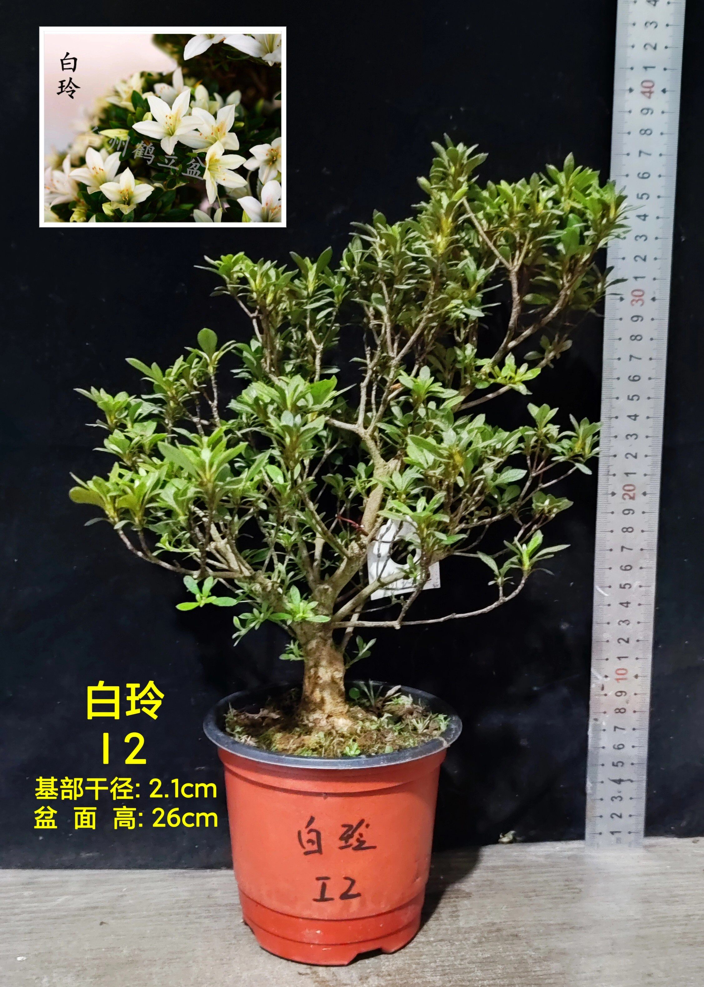 皋月杜鹃 东洋鹃 夏娟 好月 红子 幸之煌 红牡丹 花莲光 I大苗