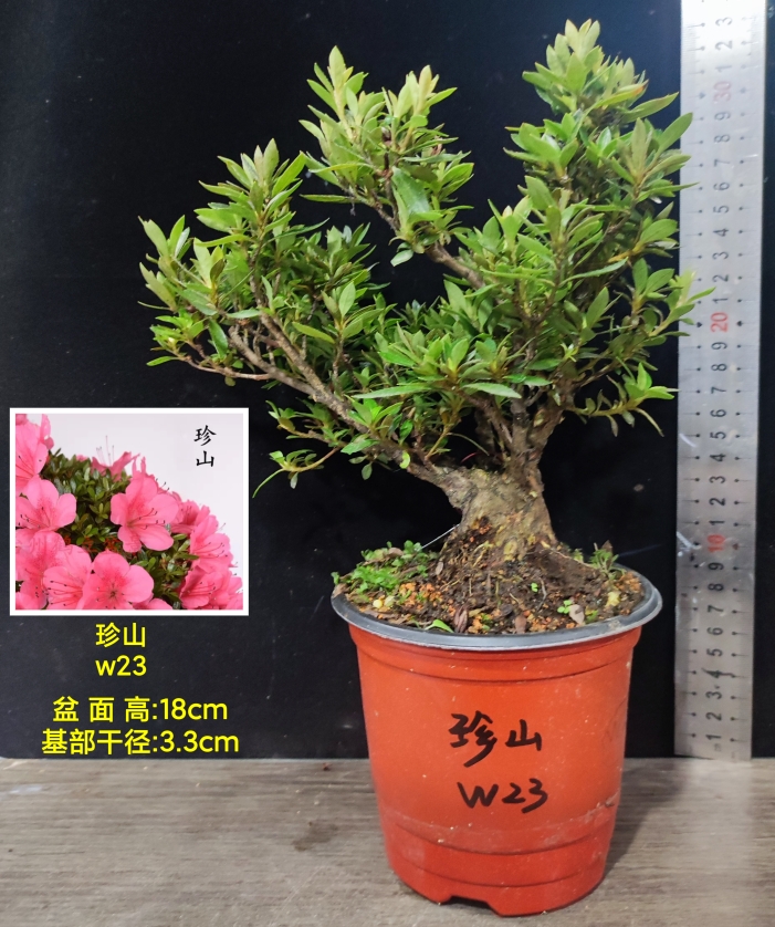 皋月杜鹃明日香大苗皋月杜鹃