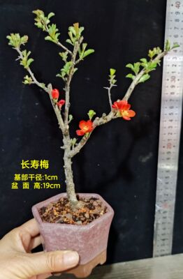 绿植长寿梅一物一拍盆景素材
