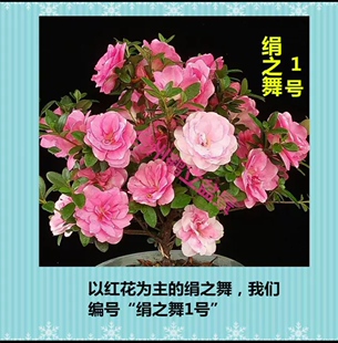 皋月杜鹃 东洋鹃 夏鹃  “绢之舞1号”(全红花)