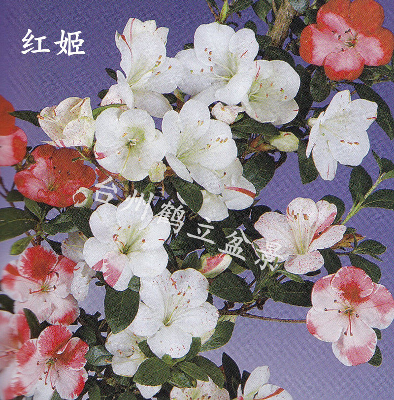 皋月杜鹃 东洋鹃 夏鹃 红姬2号 85