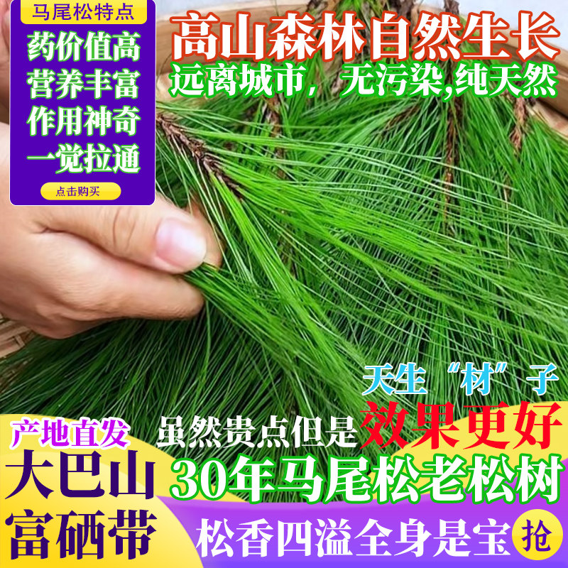 现摘新鲜大巴山高山野生松针茶松针叶青松针巴山松针泡茶养生专用