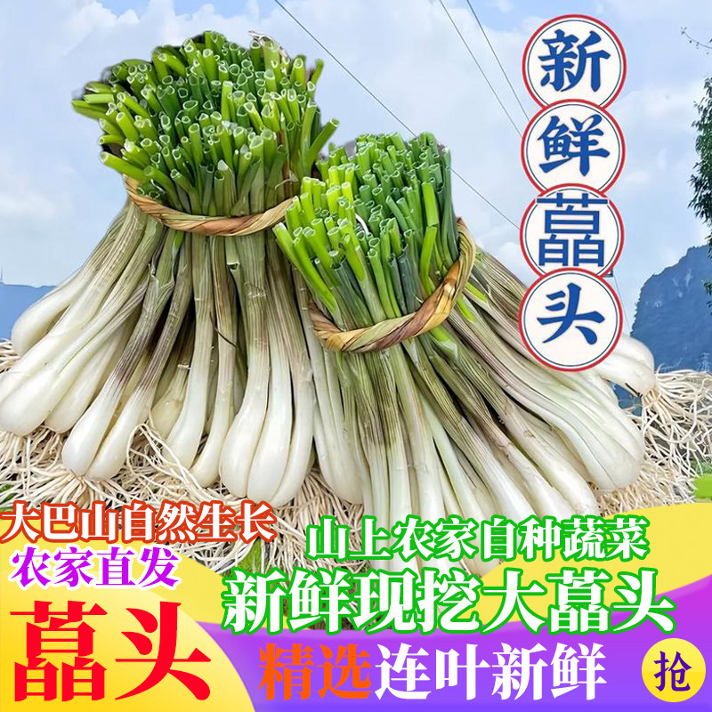高山农家自种蔬菜特级蒜头新鲜藠头露天种植现挖现发带叶带须5斤