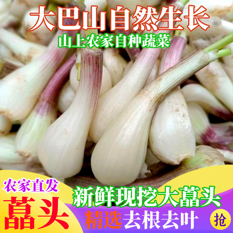 正宗四川高山蒜头新鲜蒜头