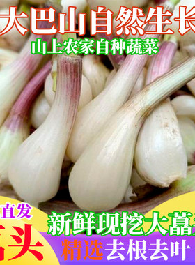 正宗四川高山蒜头新鲜蒜头
