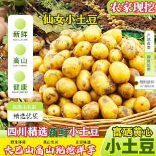 四川大巴山高山农家新鲜小土豆富硒黄心精选优质野生环境正宗味道
