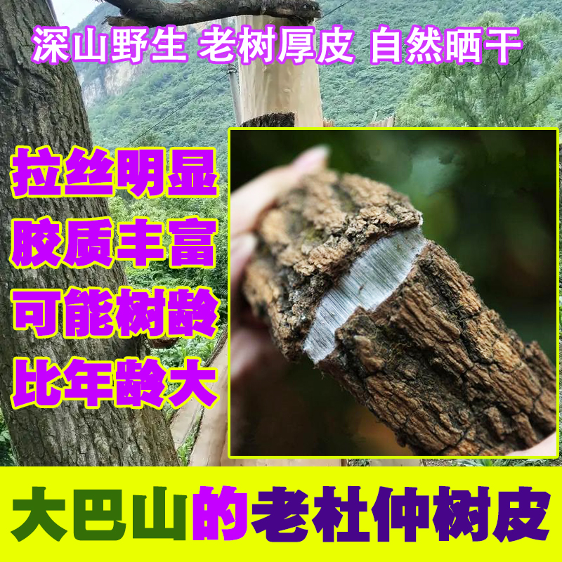 四川大巴山野生杜仲皮煲汤泡酒