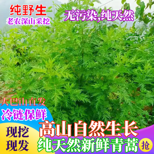 大巴山现挖新鲜中草药材青蒿黄蒿香蒿苦蒿臭蒿草蒿不带根纯野生