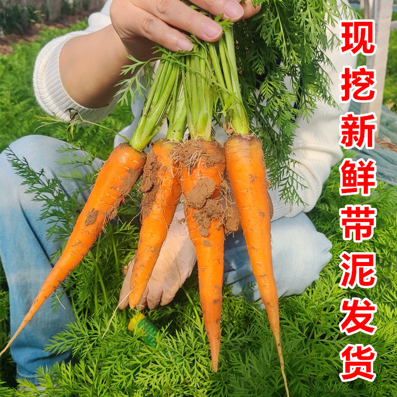 老品种胡萝卜 胡萝卜新鲜5斤农家自种非转基因现挖带泥新鲜红萝卜