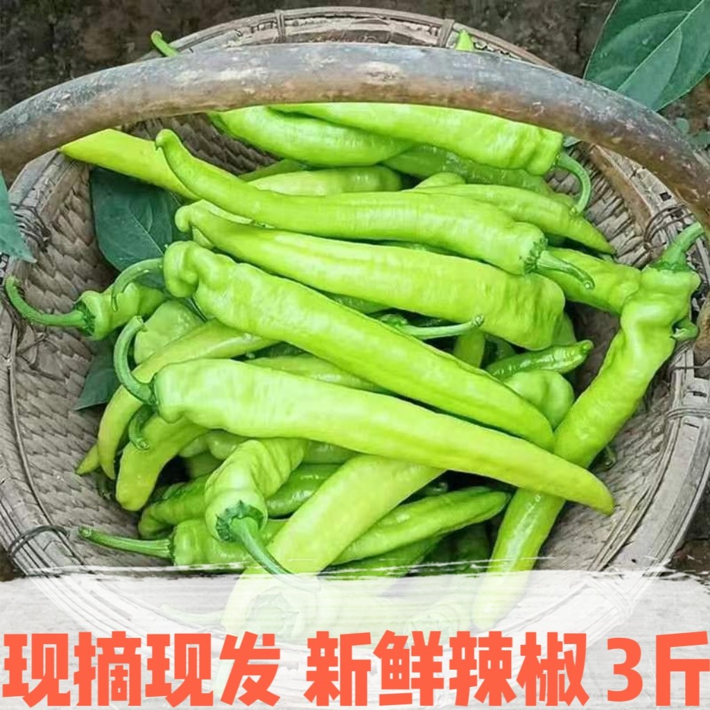 新鲜辣椒现摘大辣椒3/5斤 农家自种现摘现发虎皮青尖椒大青椒新鲜