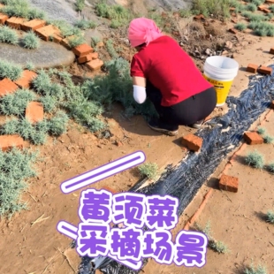 黄须菜付款后采摘新鲜山东盐碱蓬菜当季野菜饺子馅黄西菜黄茎菜