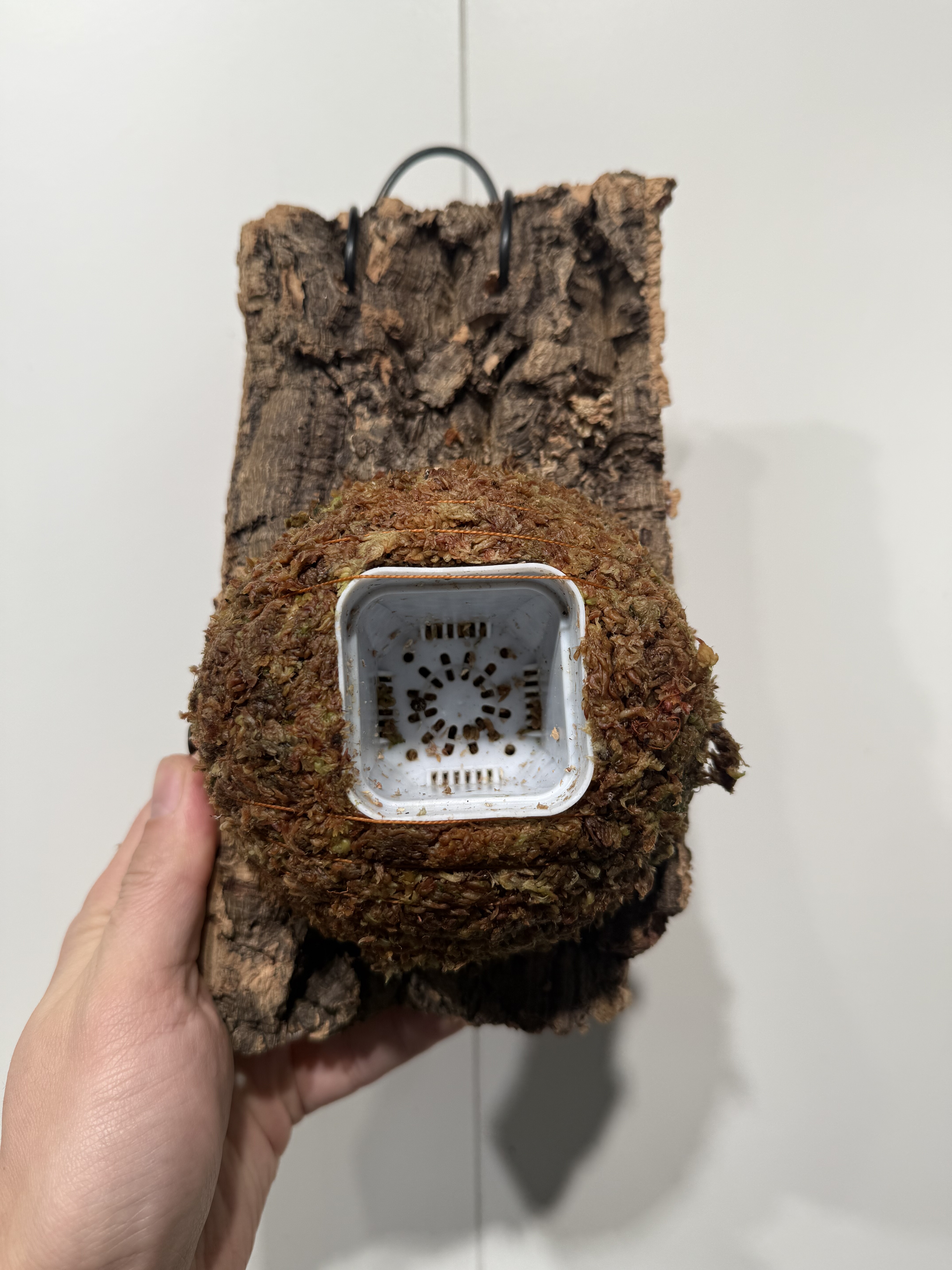 一物一拍软木板水苔球 板13.5*22厚度3cm 水苔球13cm送绑绳B462,鲜花速递/花卉仿真/绿植园艺,热植养护设备,淘宝优惠券,粉丝福利购,淘宝优惠卷