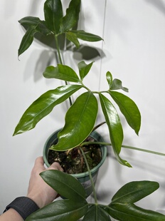 一物一拍 印第安羽毛蔓绿绒1加仑盆 总高43cm 750