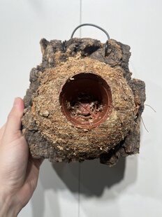 17厚度4cm 水苔球12.5cm送绑绳B597 板19 一物一拍软木板水苔球