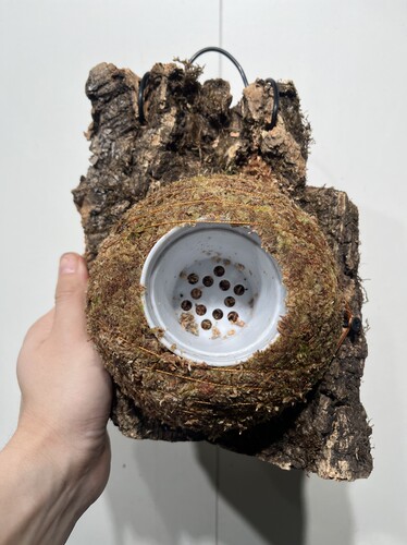一物一拍软木板水苔球 板19*25cm厚4cm 水苔球15cm送绑绳B317