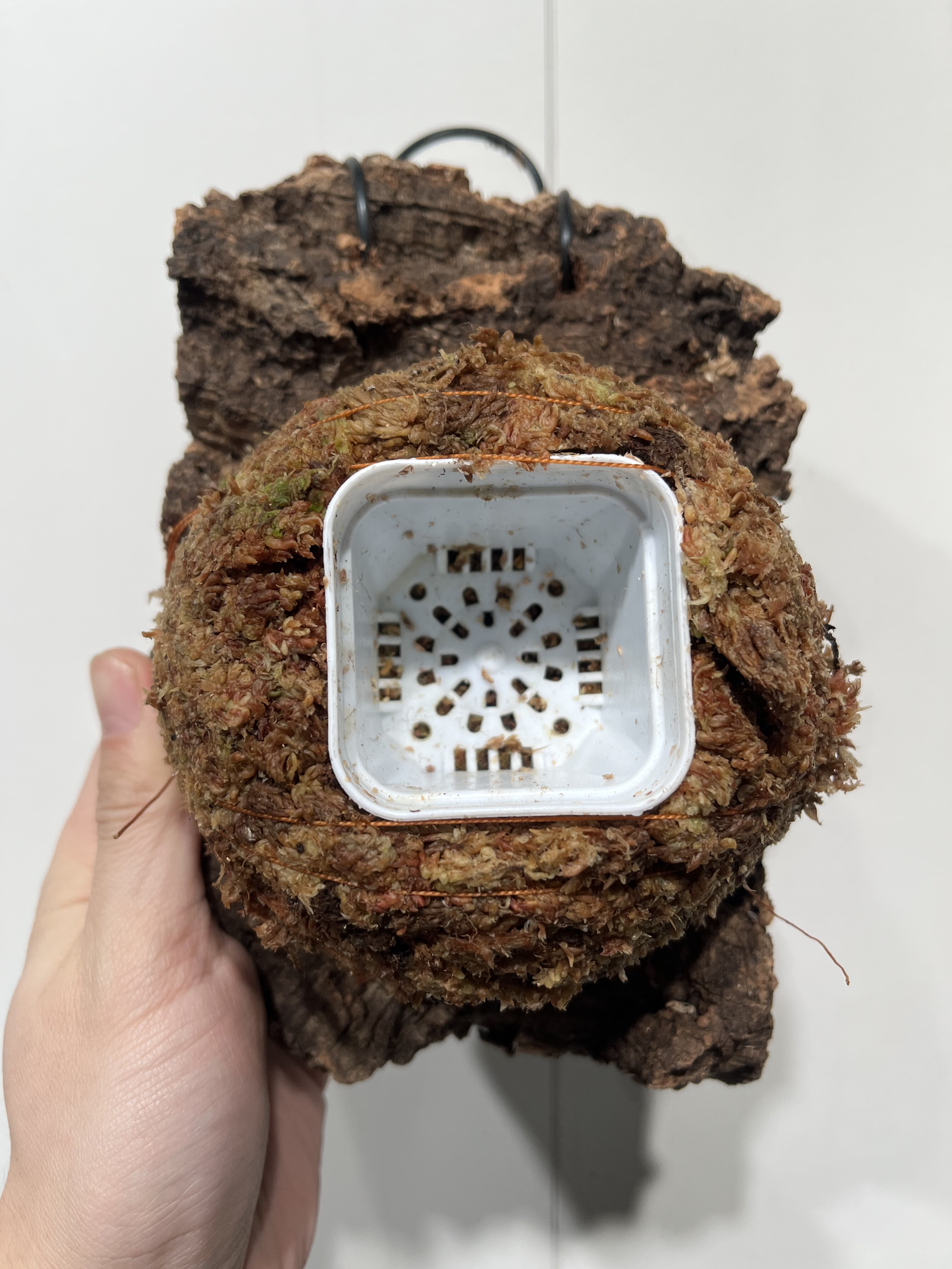 一物一拍软木板水苔球 板13*20厚度4.5cm 水苔球12.5cm送绑绳B473,鲜花速递/花卉仿真/绿植园艺,热植养护设备,淘宝优惠券,粉丝福利购,淘宝优惠卷