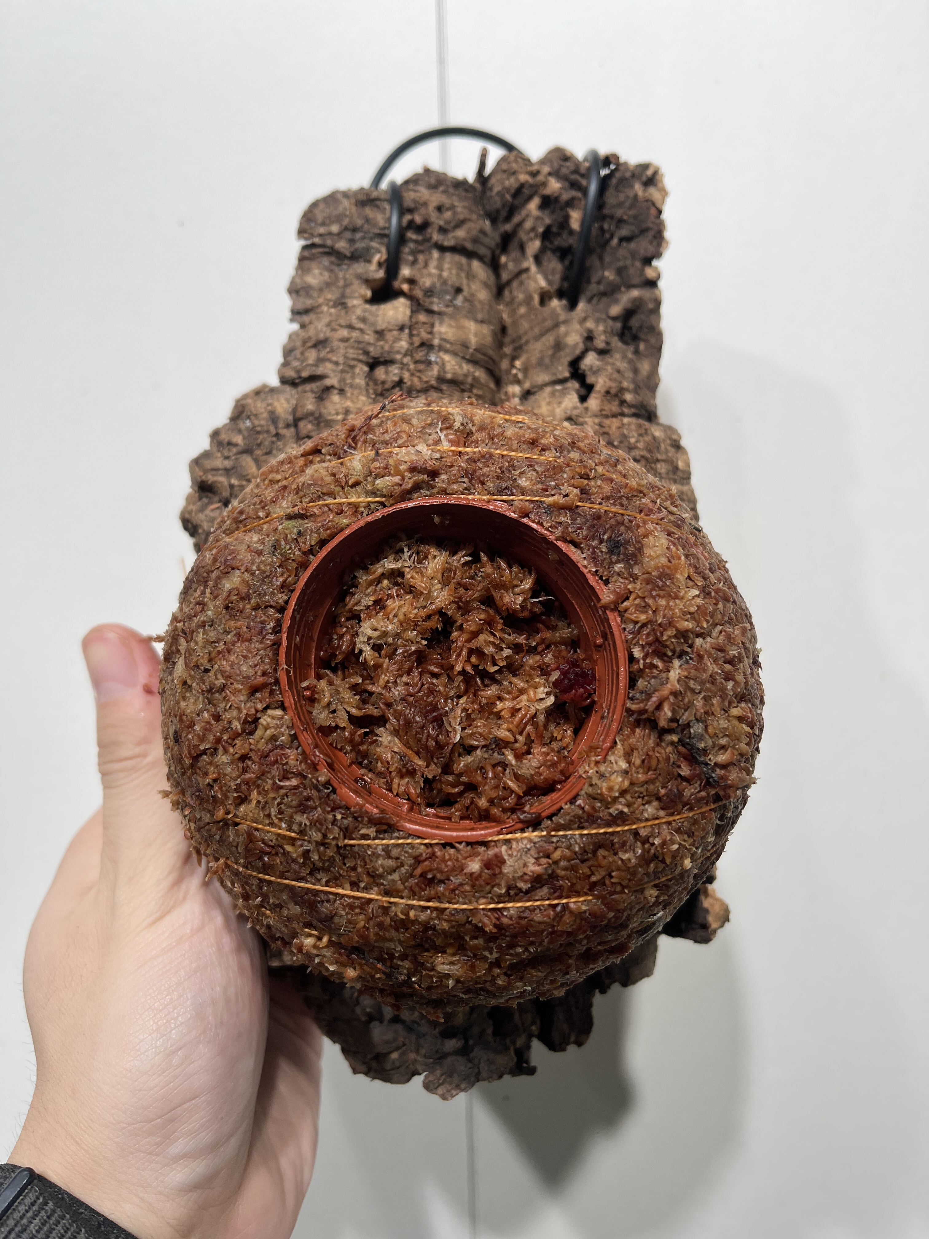 一物一拍软木板水苔球 板13*23cm厚3cm 水苔球12.5cm送绑绳B234