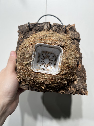 一物一拍软木板水苔球 板19*17厚度4cm 水苔球12.5cm送绑绳B608