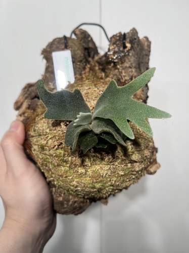 一物一拍 侏儒爪哇细菌鹿角蕨软木板 板尺寸20*17cm G006