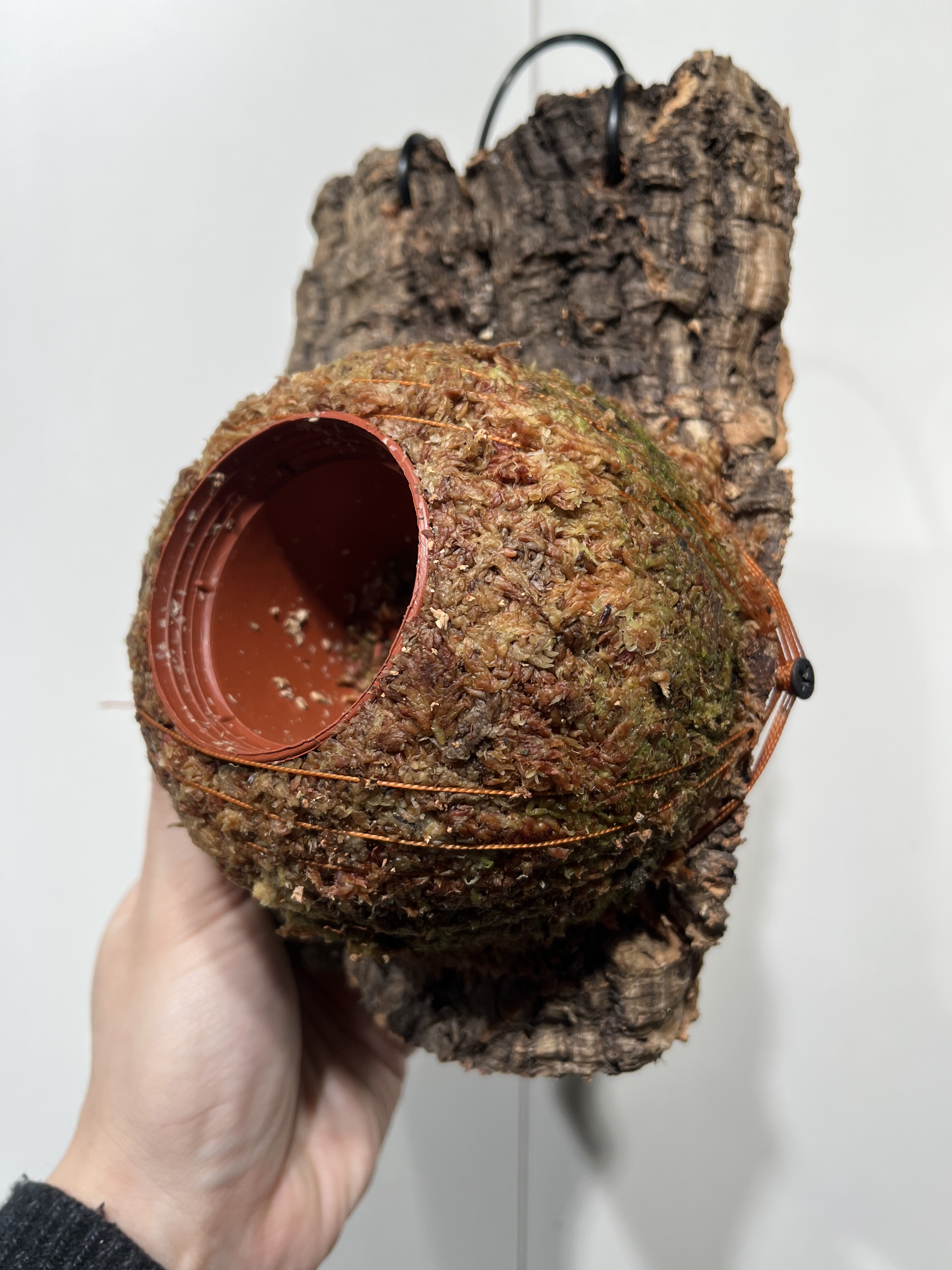 一物一拍软木板水苔球 板13*20厚度3.5cm 水苔球12.5cm送绑绳B476,鲜花速递/花卉仿真/绿植园艺,热植养护设备,淘宝优惠券,粉丝福利购,淘宝优惠卷