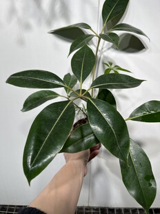 一物一拍 大叶伞 总高37cm 579号