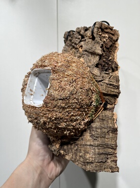 一物一拍软木板水苔球 板15*22厚度5cm 水苔球12.5cm送绑绳B452