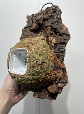 一物一拍软木板水苔球 板14*23厚度5cm 水苔球12.5cm送绑绳B562