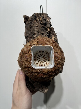 一物一拍软木板水苔球 板24*13厚度6.5cm 水苔球13cm送绑绳B410