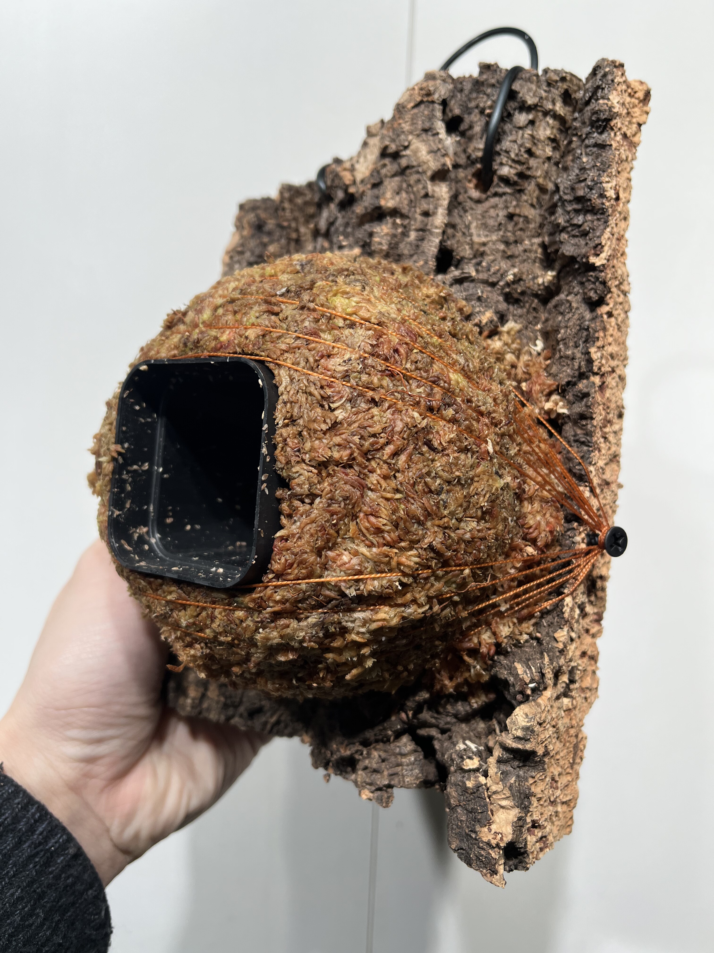 一物一拍软木板水苔球 板15*22厚度5cm 水苔球12.5cm送绑绳B487,鲜花速递/花卉仿真/绿植园艺,淘宝优惠券,粉丝福利购,淘宝优惠卷