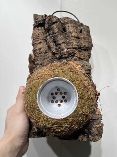 一物一拍软木板水苔球 板19*29厚度5.5cm 水苔球14.5cm送绑绳B459