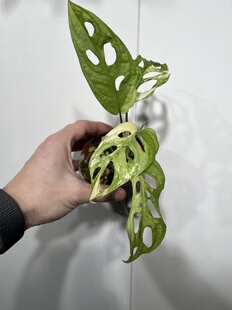 一物一拍 仙洞龟背竹锦 667