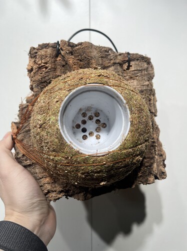 一物一拍软木板水苔球 板22*19厚度7cm 水苔球14cm送绑绳B541