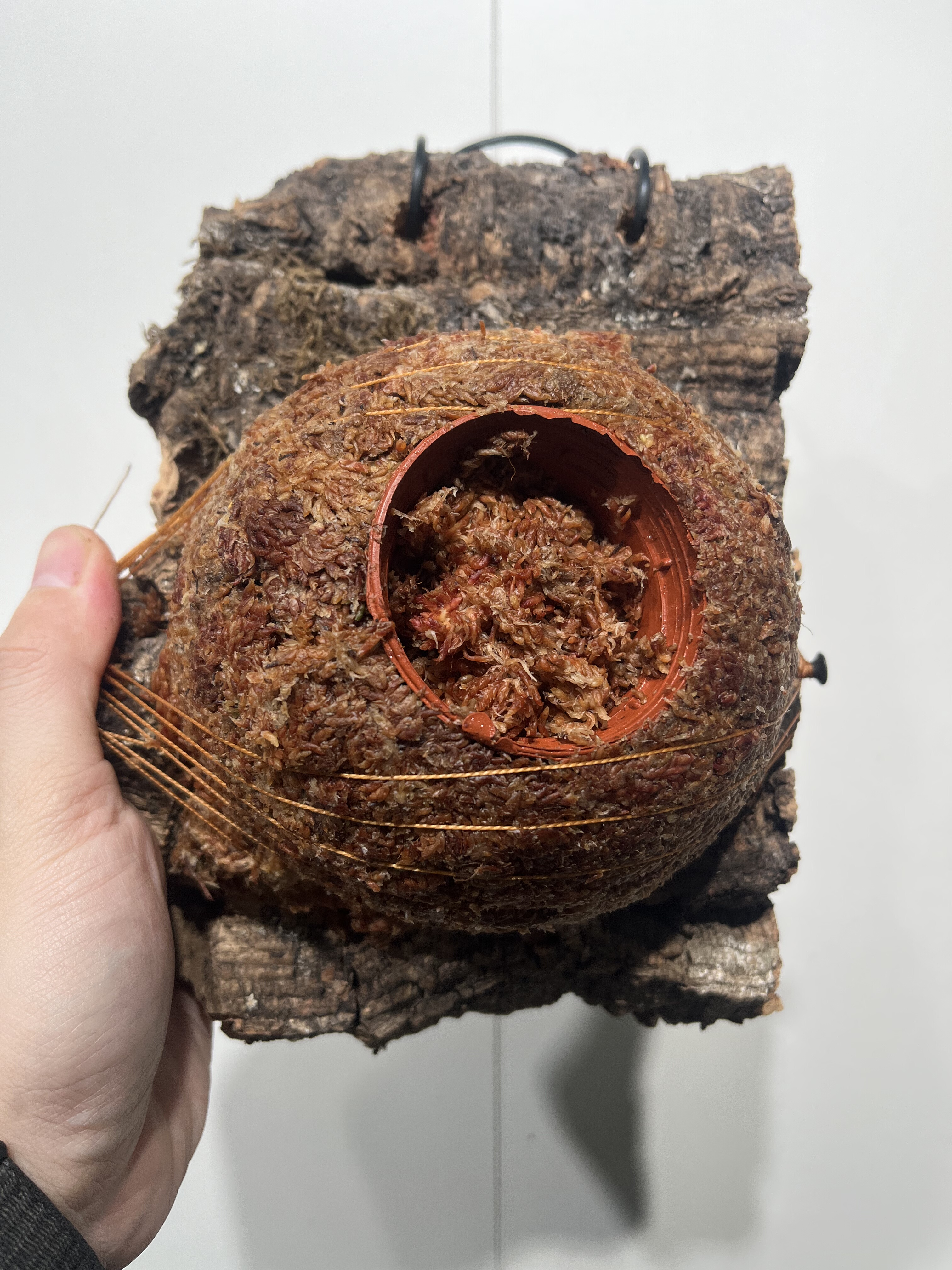 一物一拍软木板水苔球 板16*22cm厚4cm 水苔球13cm送绑绳B239